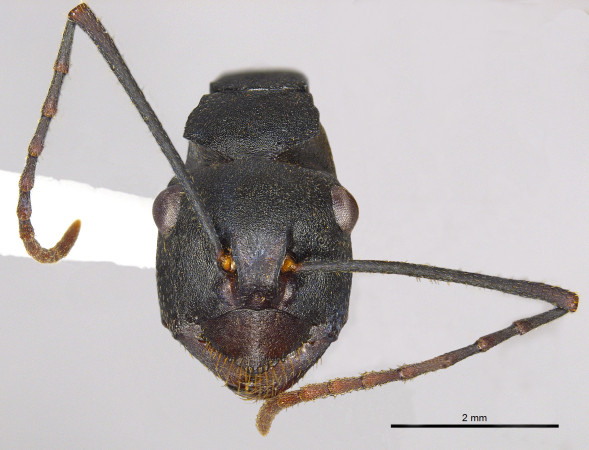 Polyrhachis macropus Wheeler, 1915 frontal