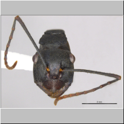 Polyrhachis macropus Wheeler, 1915 frontal