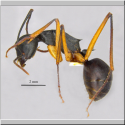 Polyrhachis macropus Wheeler, 1915 lateral