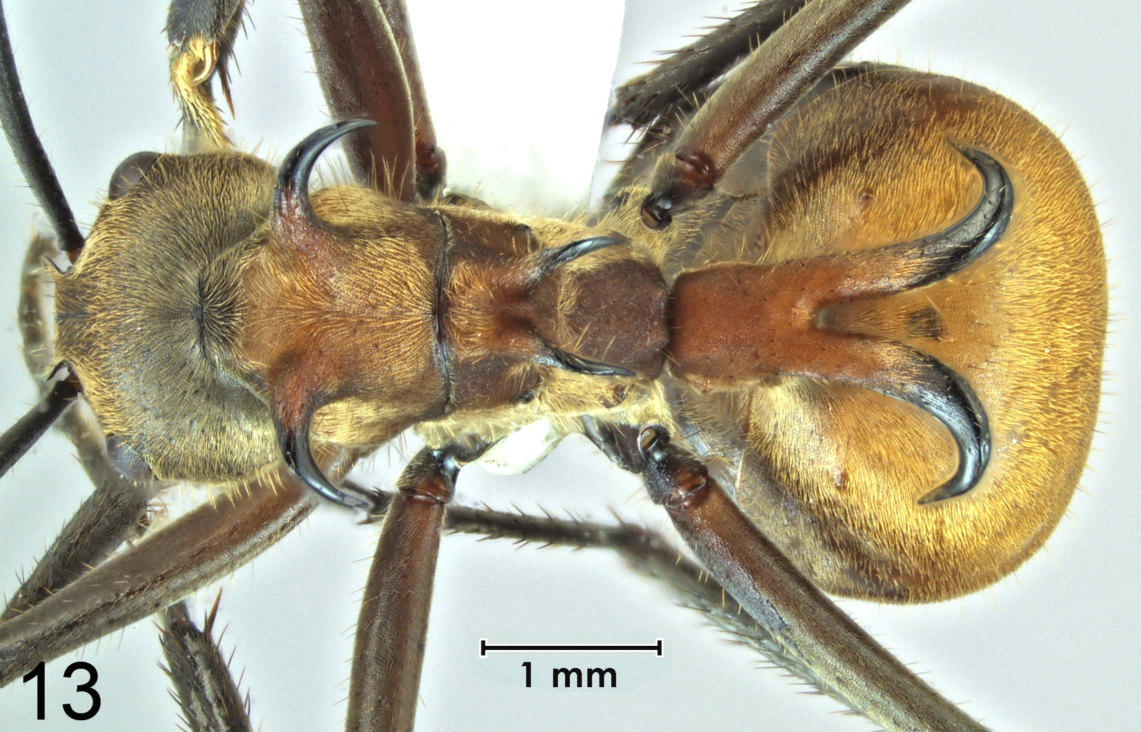 Foto Polyrhachis maliau dorsal