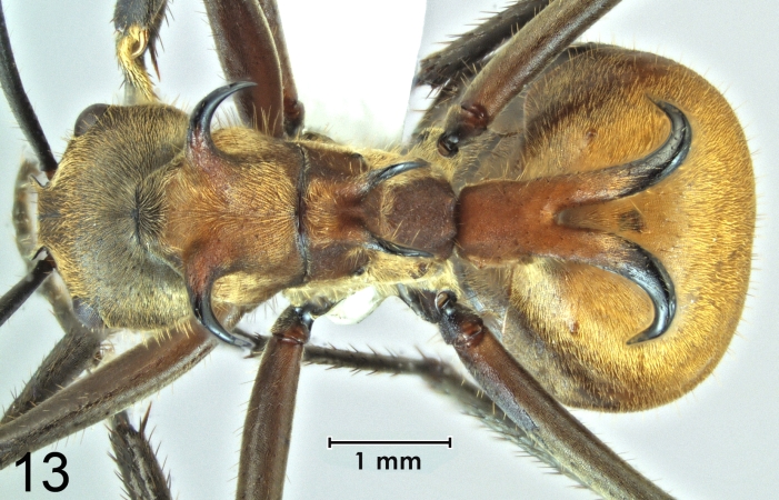 Polyrhachis maliau dorsal