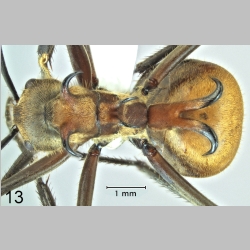 Polyrhachis maliau dorsal