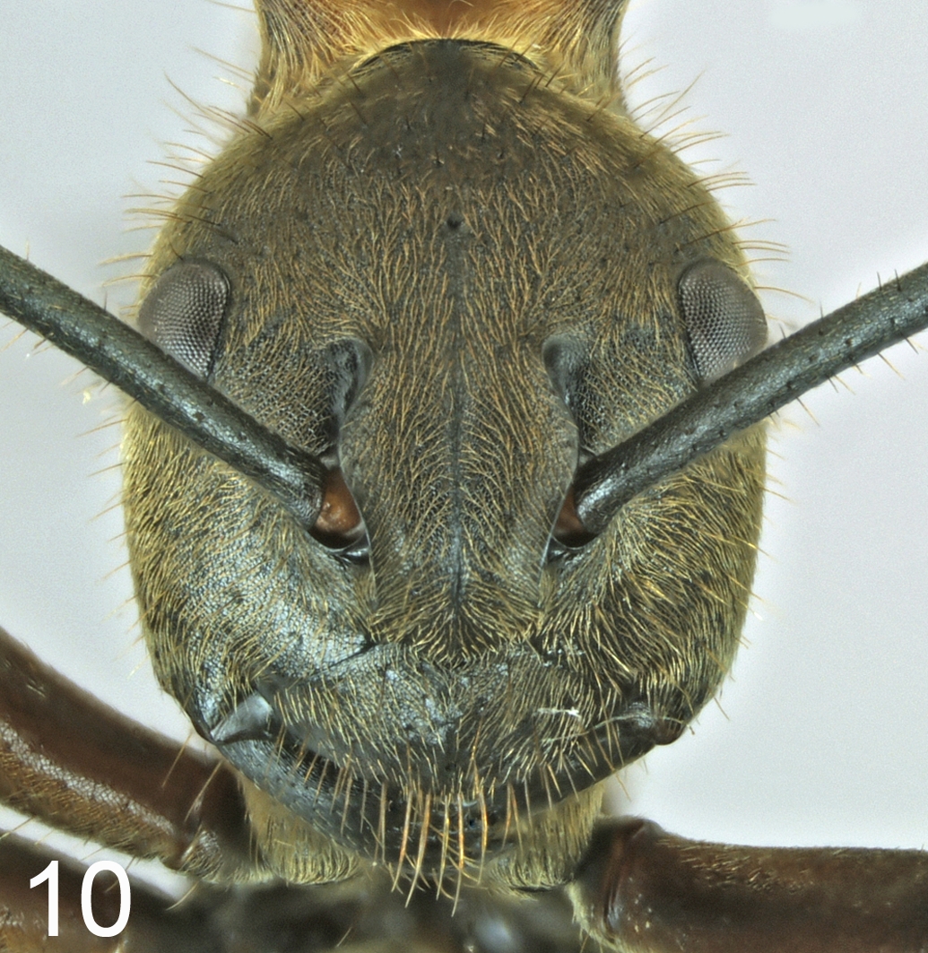 Foto Polyrhachis maliau frontal