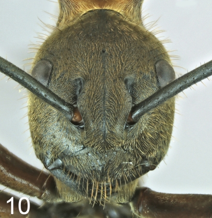 Polyrhachis maliau frontal