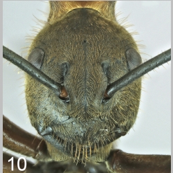 Polyrhachis maliau frontal