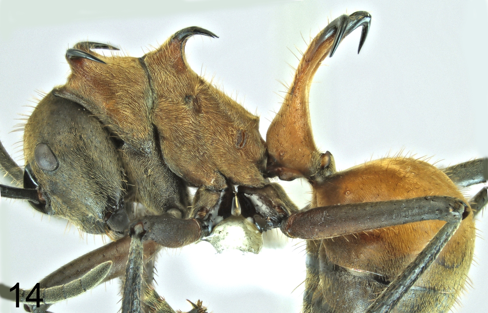 Foto Polyrhachis maliau lateral