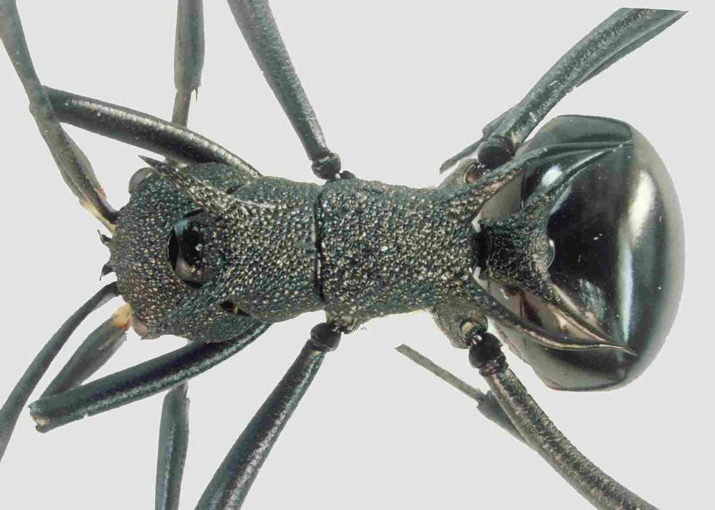 Foto Polyrhachis maryatiae Kohout, 2007 dorsal