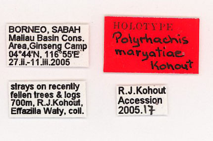 Foto Polyrhachis maryatiae Kohout, 2007 Label