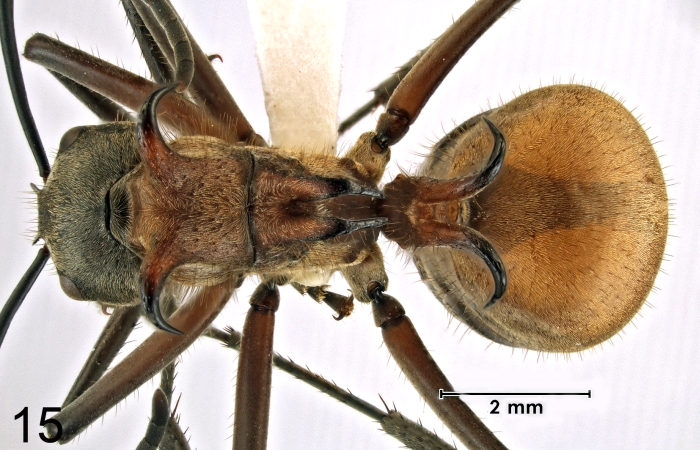 Polyrhachis mindanaensis H.M. Torrevillas dorsal