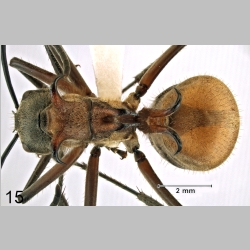 Polyrhachis mindanaensis H.M. Torrevillas dorsal