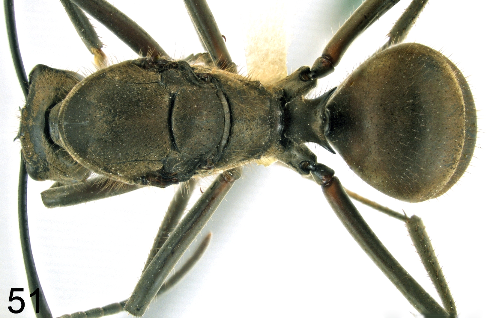 Foto Polyrhachis mindanaensis H.M. Torrevillas dorsal