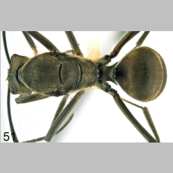 Polyrhachis mindanaensis H.M. Torrevillas dorsal