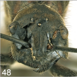 Polyrhachis mindanaensis H.M. Torrevillas frontal