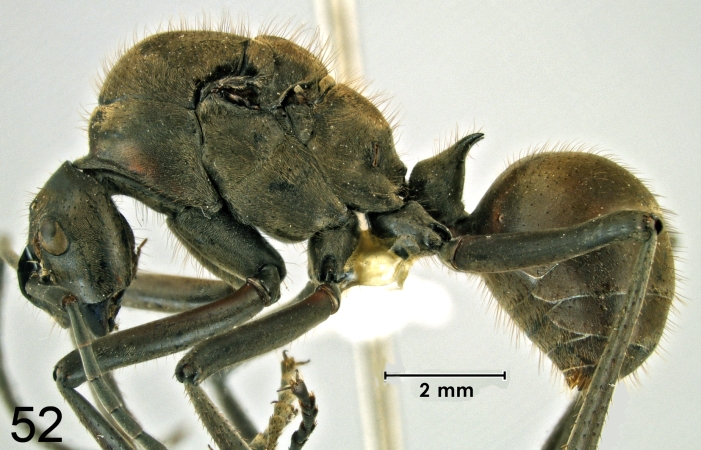 Polyrhachis mindanaensis H.M. Torrevillas lateral