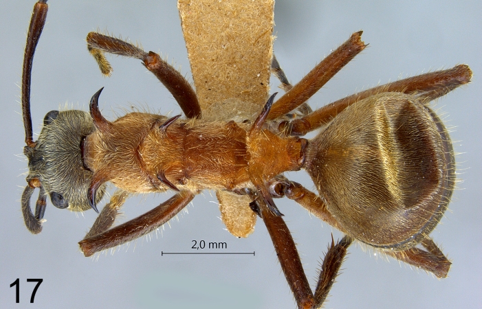 Polyrhachis montana Hung, 1970 dorsal