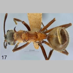 Polyrhachis montana Hung, 1970 dorsal