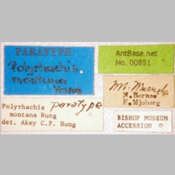 Polyrhachis montana Hung, 1970 Label