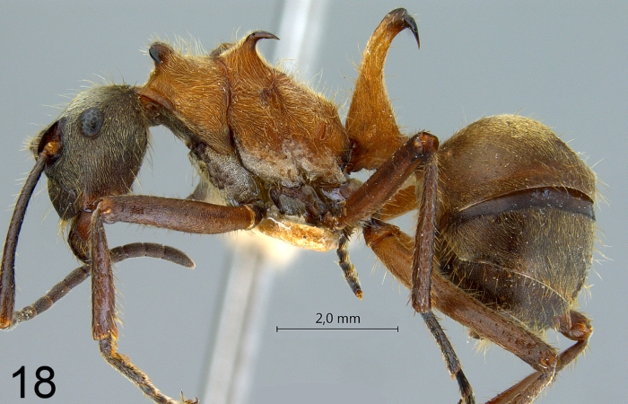 Polyrhachis montana Hung, 1970 lateral