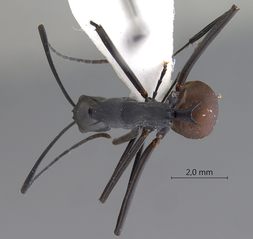 Foto Polyrhachis muelleri Forel,1893 dorsal