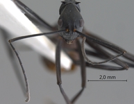 Polyrhachis muelleri Forel,1893 frontal