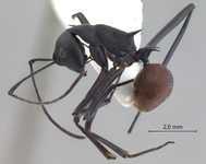 Polyrhachis muelleri Forel,1893 lateral