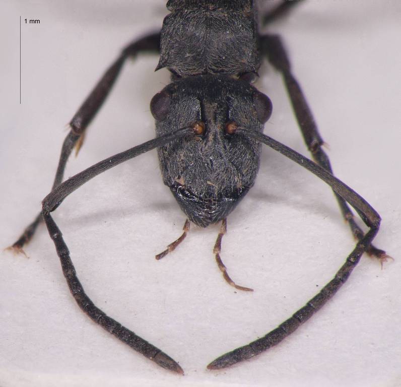 Foto Polyrhachis murina Emery, 1893 frontal