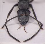 Polyrhachis murina Emery, 1893 frontal