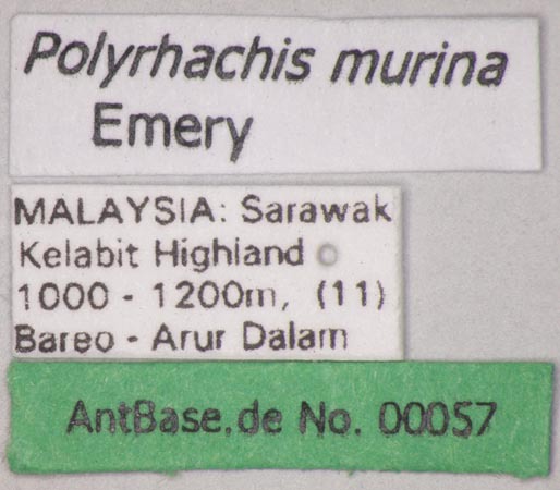 Foto Polyrhachis murina Emery, 1893 Label
