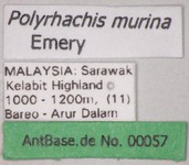 Polyrhachis murina Emery, 1893 Label