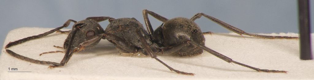 Foto Polyrhachis murina Emery, 1893 lateral