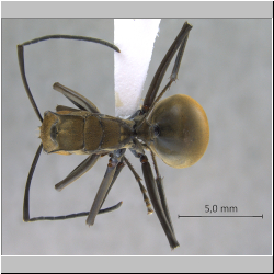 Polyrhachis (Myrma) sp. a dorsal