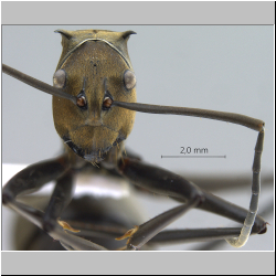 Polyrhachis (Myrma) sp. a frontal