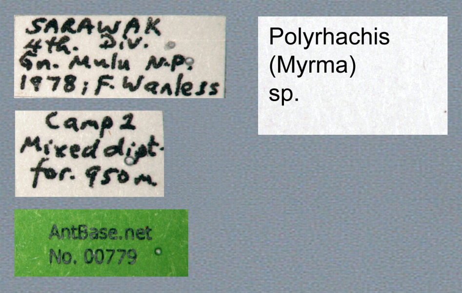 Foto Polyrhachis (Myrma) sp. a Label