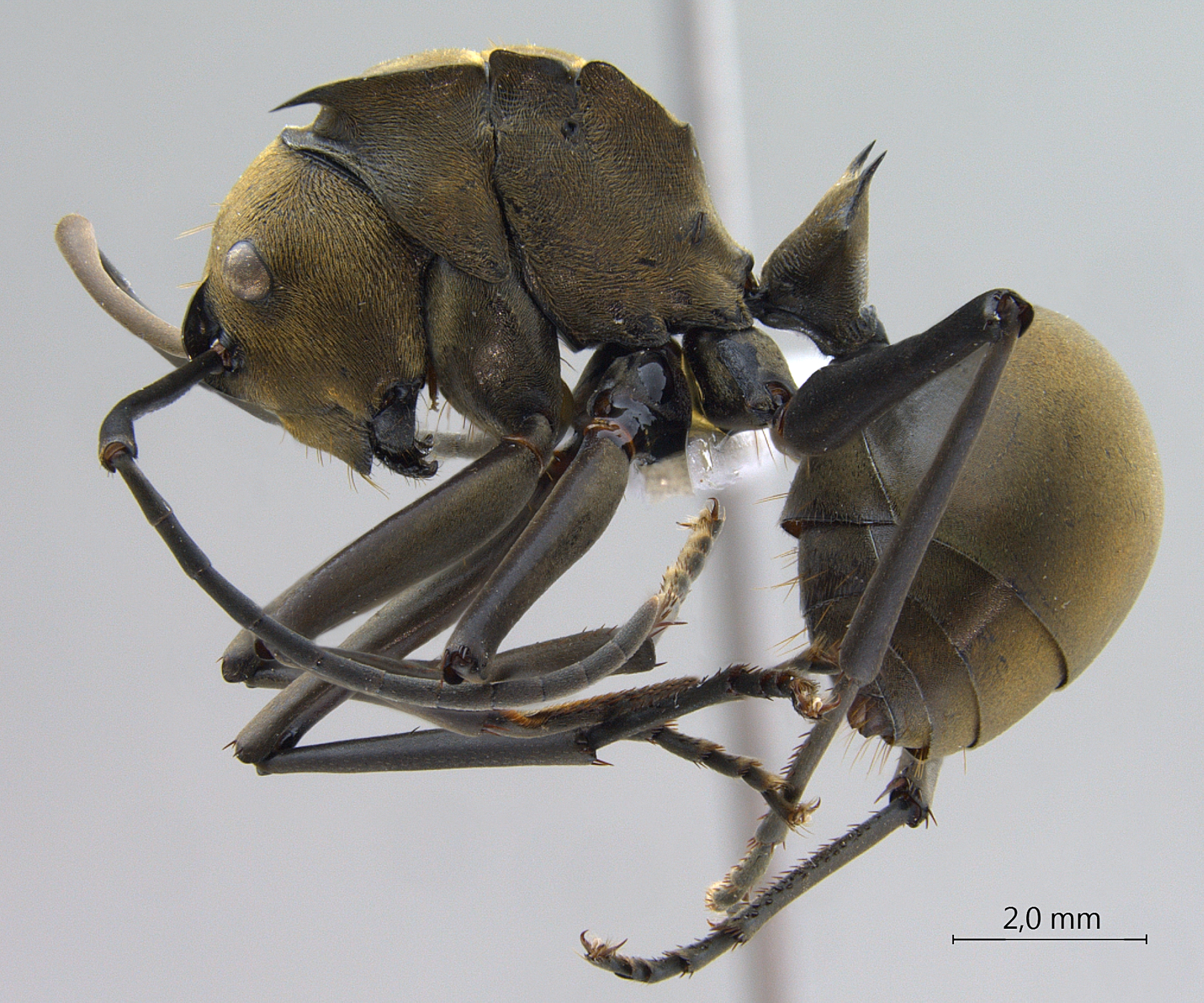 Foto Polyrhachis (Myrma) sp. a lateral