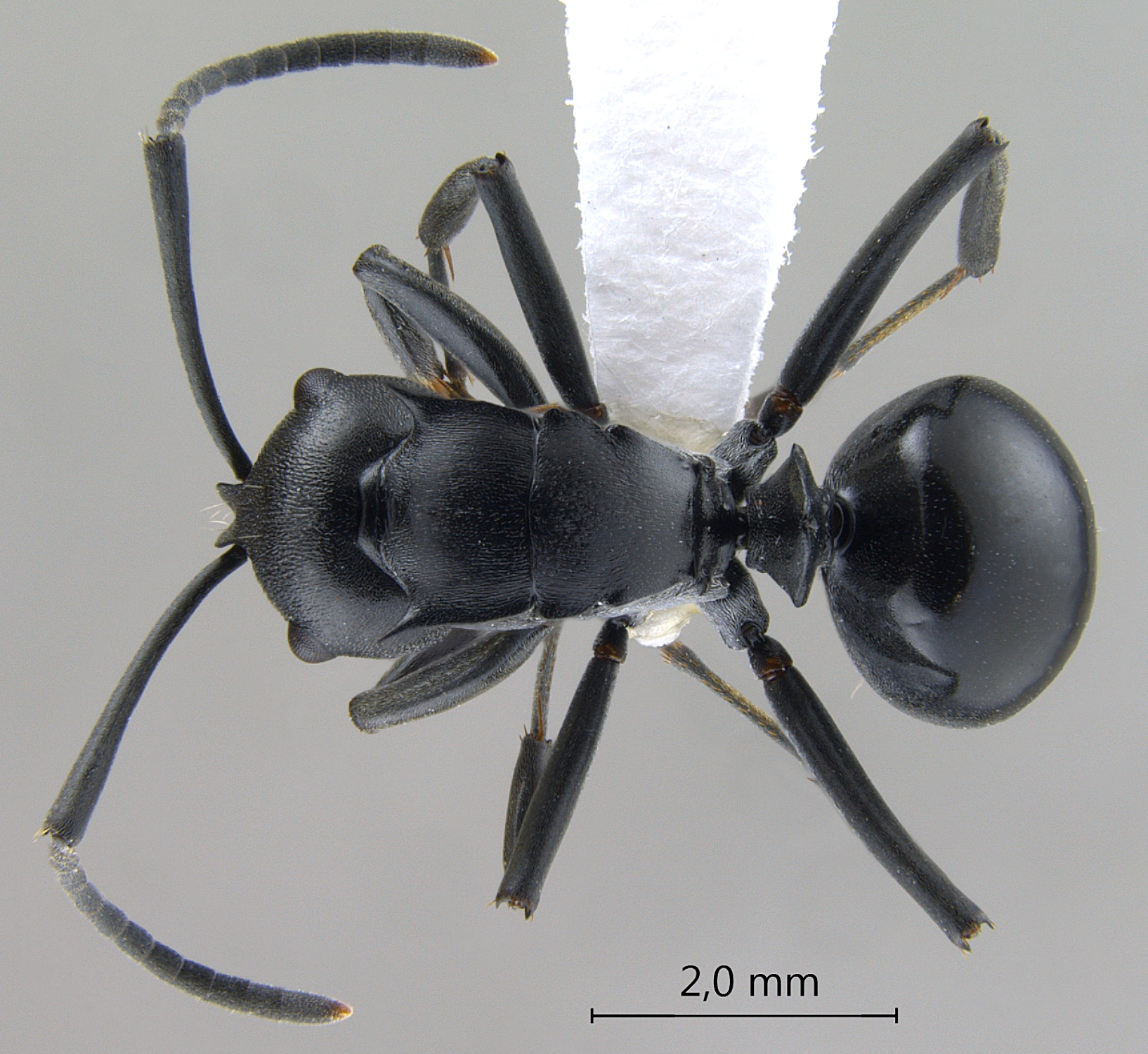 Foto Polyrhachis (Myrma) sp. b dorsal