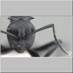 Polyrhachis (Myrma) sp. b frontal