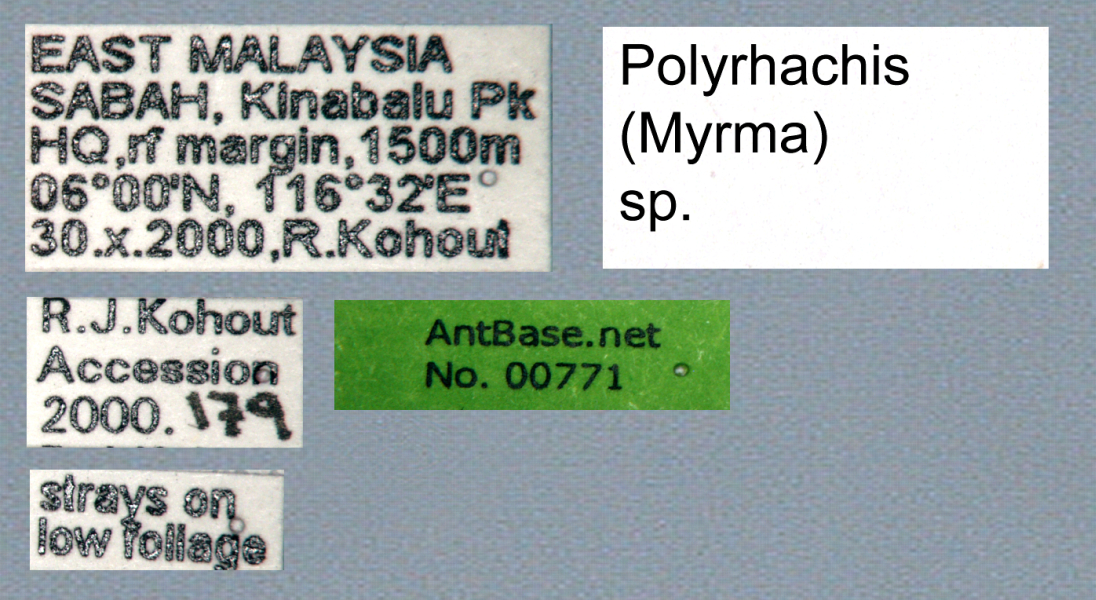Foto Polyrhachis (Myrma) sp. b Label