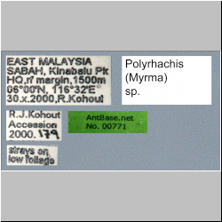 Polyrhachis (Myrma) sp. b Label