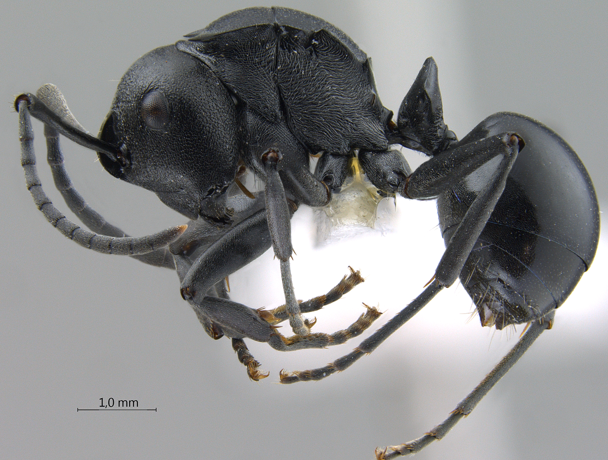 Foto Polyrhachis (Myrma) sp. b lateral