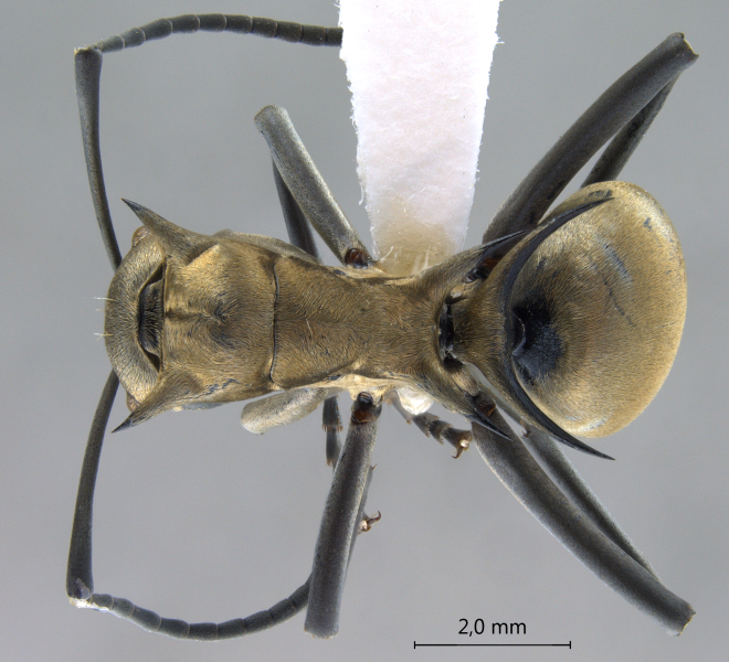 Polyrhachis (Myrma) sp. c dorsal