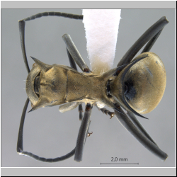 Polyrhachis (Myrma) sp. c dorsal