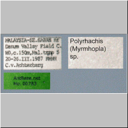 Polyrhachis (Myrma) sp. c Label