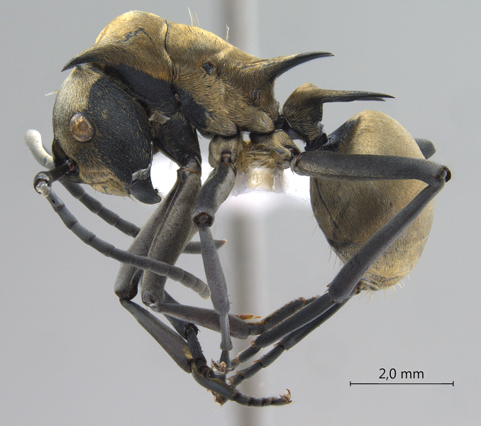 Polyrhachis (Myrma) sp. c lateral