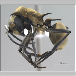 Polyrhachis (Myrma) sp. c lateral