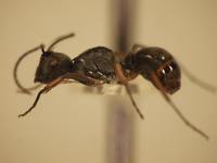 Polyrhachis inermis Smith,1858 lateral