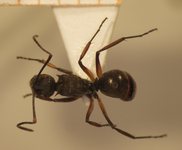 Polyrhachis inermis Smith,1858 dorsal
