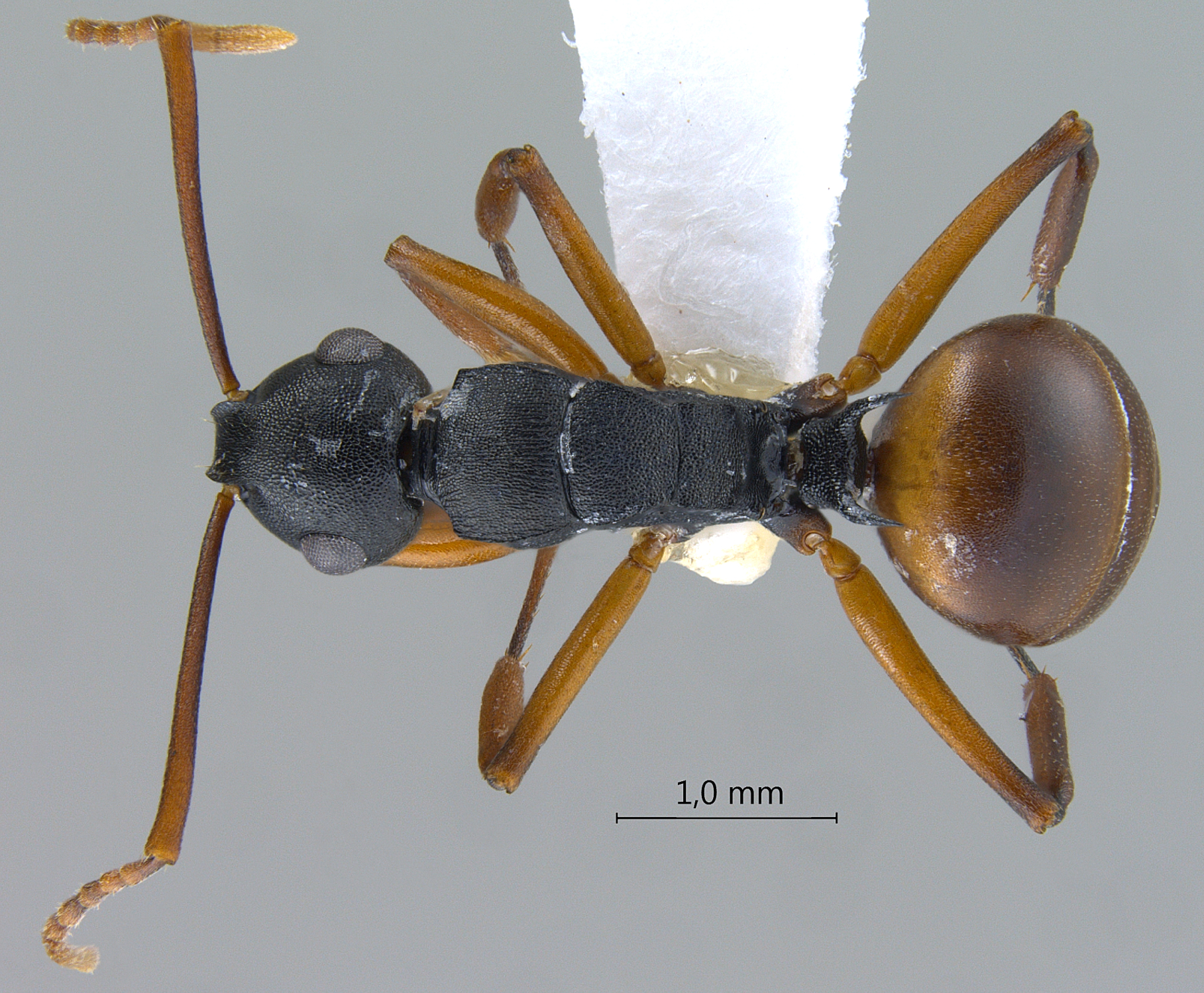 Foto Polyrhachis (Myrmatopa) sp. a dorsal