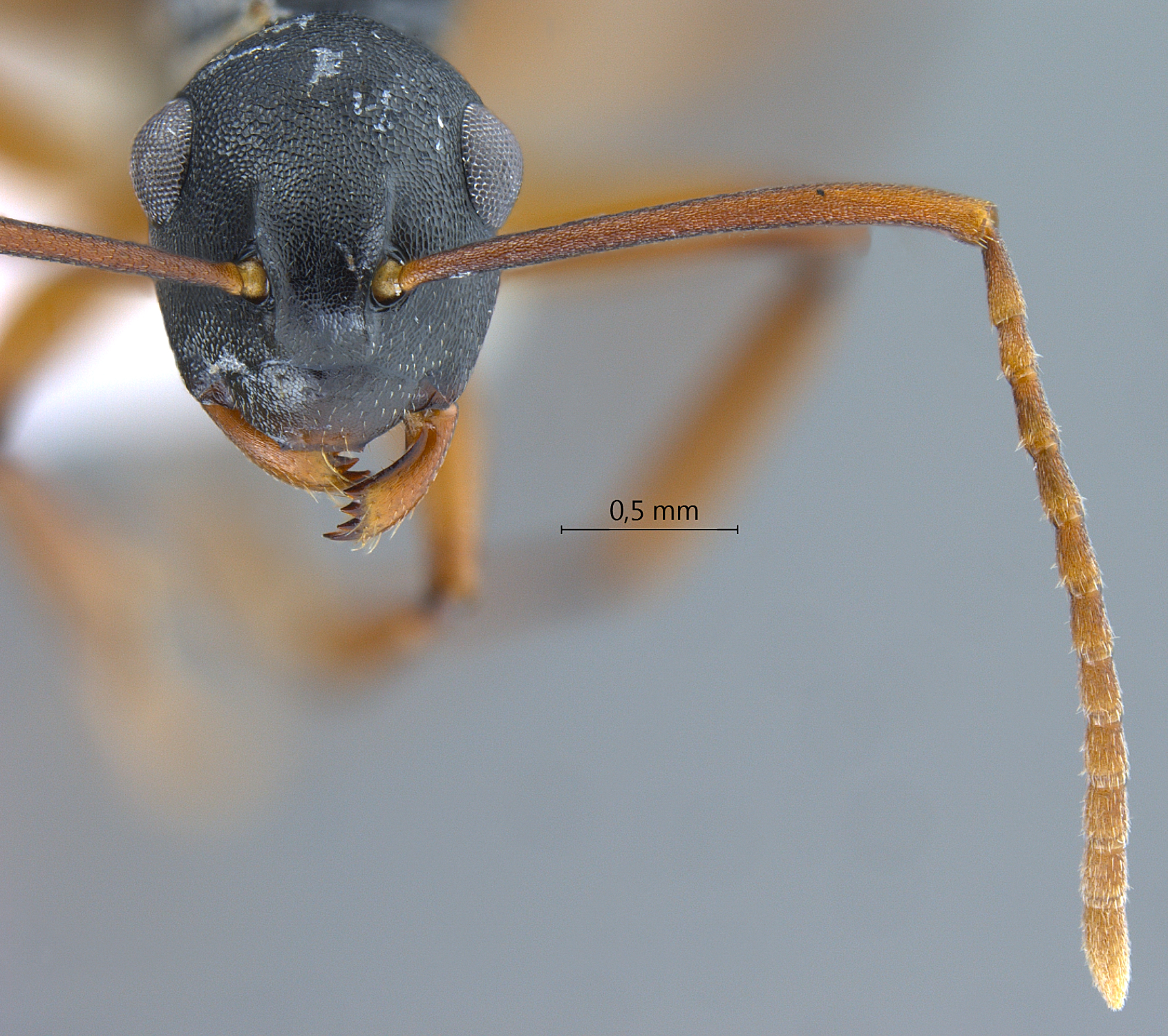 Foto Polyrhachis (Myrmatopa) sp. a frontal