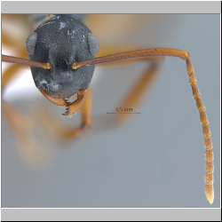 Polyrhachis (Myrmatopa) sp. a frontal