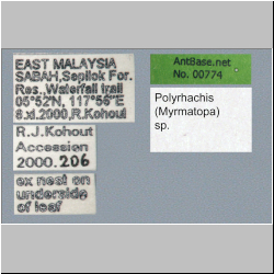 Polyrhachis (Myrmatopa) sp. a Label
